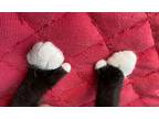 Duke, Domestic Mediumhair For Adoption In Louisa, Virginia