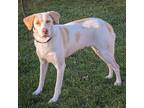 Florence, Labrador Retriever For Adoption In Huntley, Illinois