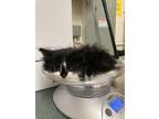 Parsley, Domestic Shorthair For Adoption In Fruit Heights, Utah
