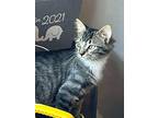 Fender, Domestic Shorthair For Adoption In Virginia Beach, Virginia