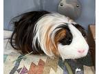 Toby, Guinea Pig For Adoption In Staten Island, New York