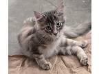 Piper, Domestic Mediumhair For Adoption In Buhl, Idaho