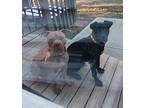 Bob Ross, Labrador Retriever For Adoption In Youngsville, North Carolina
