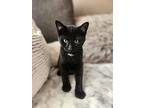 Buckeye, Domestic Shorthair For Adoption In Naugatuck, Connecticut