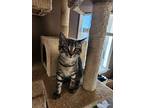 Bucky, Domestic Shorthair For Adoption In Naugatuck, Connecticut