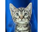 Frida, Domestic Shorthair For Adoption In Yankton, South Dakota