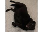King, Labrador Retriever For Adoption In Yankton, South Dakota