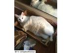 Frankie, American Shorthair For Adoption In Westwood, New Jersey