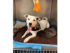 Spud Ch, Terrier (unknown Type, Medium) For Adoption In Columbia, Tennessee