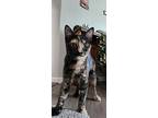 Opal (fostered In Bellevue), Domestic Shorthair For Adoption In Papillion