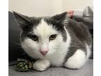 Dru, Domestic Shorthair For Adoption In Sheboygan, Wisconsin