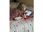 Chimichanga, Domestic Shorthair For Adoption In Fremont, Nebraska
