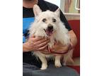 Gidget, Terrier (unknown Type, Medium) For Adoption In Fort Collins, Colorado