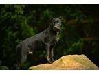Noah, Labrador Retriever For Adoption In Charlotte, North Carolina