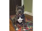 Smalls, American Staffordshire Terrier For Adoption In Wayne, New Jersey