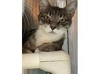 Staise, Domestic Shorthair For Adoption In Fort Lupton, Colorado