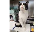 Glen (petsmart), Domestic Shorthair For Adoption In Cornwall, Ontario