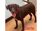 Darla Misty Wags, Labrador Retriever For Adoption In Southampton, Pennsylvania