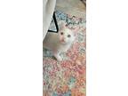 Fenris, Domestic Shorthair For Adoption In Missouri City, Texas