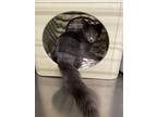 Hamish, Domestic Longhair For Adoption In Missouri City, Texas