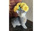 Jacob, Domestic Shorthair For Adoption In Green Valley, Arizona