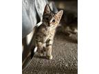 Bella, Domestic Shorthair For Adoption In Green Valley, Arizona