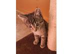 Edward, Domestic Shorthair For Adoption In Green Valley, Arizona