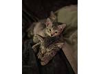 Leonard, Domestic Shorthair For Adoption In Green Valley, Arizona