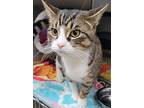 Mittens, Domestic Shorthair For Adoption In Stouffville, Ontario