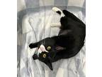 Little Girl, Domestic Shorthair For Adoption In Columbus, Ohio