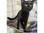 Arnold, Domestic Shorthair For Adoption In Apollo, Pennsylvania