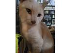 Gabriel, Domestic Shorthair For Adoption In Lorain, Ohio