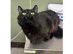 Boo, Domestic Mediumhair For Adoption In Maple Ridge, British Columbia