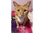 Goldie, Domestic Shorthair For Adoption In Oak Ridge, Tennessee
