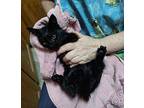 Katie, Domestic Shorthair For Adoption In Woodland, California