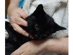 Jamie, Domestic Shorthair For Adoption In Woodland, California