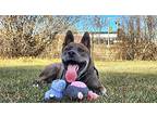 Bruce, American Staffordshire Terrier For Adoption In Edmonton, Alberta