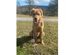 Clyde, Golden Retriever For Adoption In Attalla, Alabama