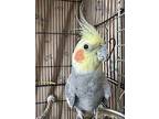 Clive, Cockatiel For Adoption In Castlegar, British Columbia