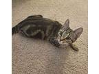 Leana, Domestic Shorthair For Adoption In Garden City, Michigan