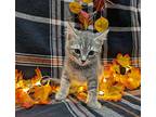 Flauta, Domestic Shorthair For Adoption In Raleigh, North Carolina