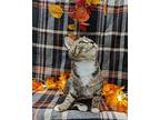 Lapis, Domestic Shorthair For Adoption In Raleigh, North Carolina