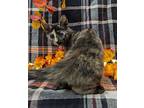 Garnet, Domestic Shorthair For Adoption In Raleigh, North Carolina