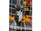 Agate, Domestic Shorthair For Adoption In Raleigh, North Carolina