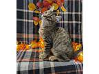 Moonstone, Domestic Shorthair For Adoption In Raleigh, North Carolina