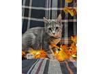 Peridot, Domestic Shorthair For Adoption In Raleigh, North Carolina