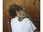 Kimberly/janey/nellie Bonded, Domestic Shorthair For Adoption In Macedonia, Ohio