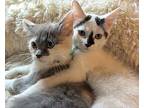 Pullover, Domestic Longhair For Adoption In Newport, Kentucky