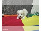 Maltese PUPPY FOR SALE ADN-844601 - Maltese Puppy Patty
