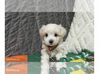 Maltese PUPPY FOR SALE ADN-844600 - Maltese Puppy Beatrice